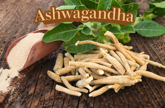 Ashwagandha para qué sirve y cómo se toma correctamente